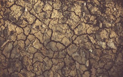 Día Mundial de la Desertificación y la Sequía